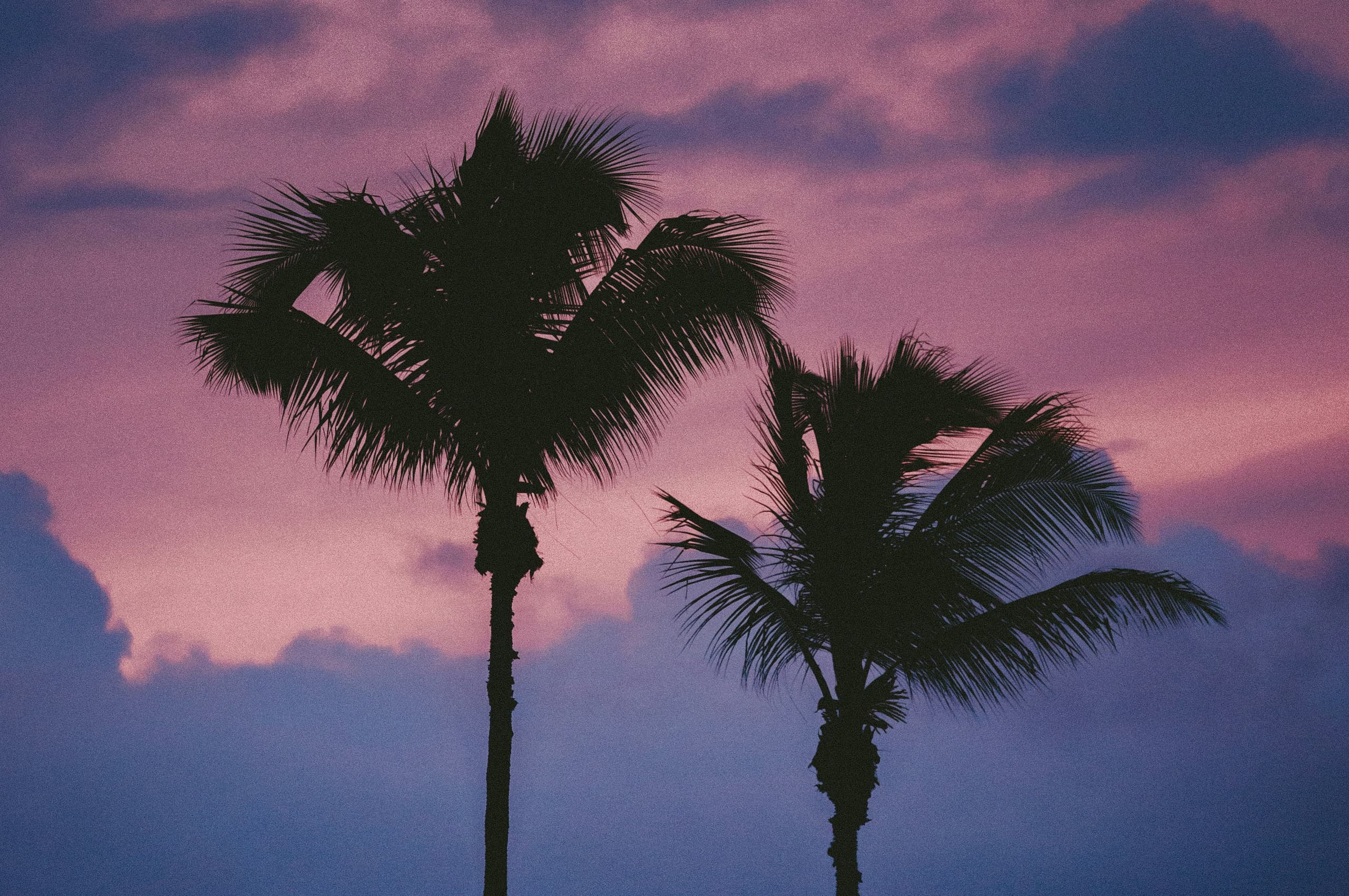Aesthetic Palm Trees by the Beach